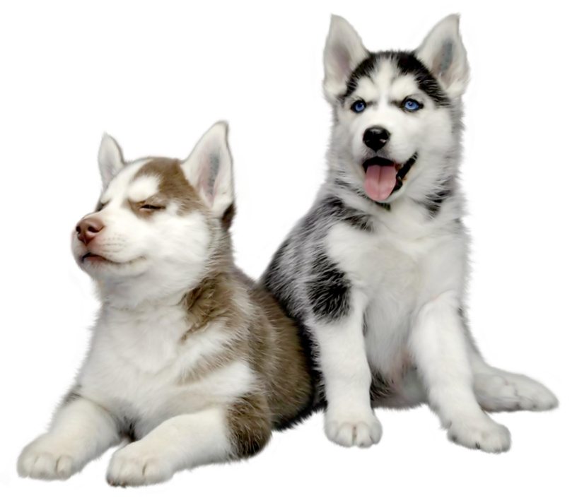 Download Husky Transparent Background Nomer 53