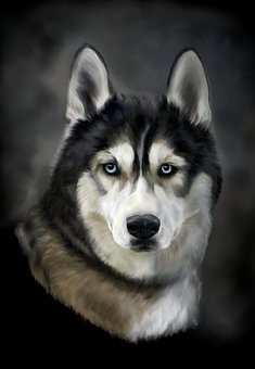 Detail Huskys For Free Nomer 44