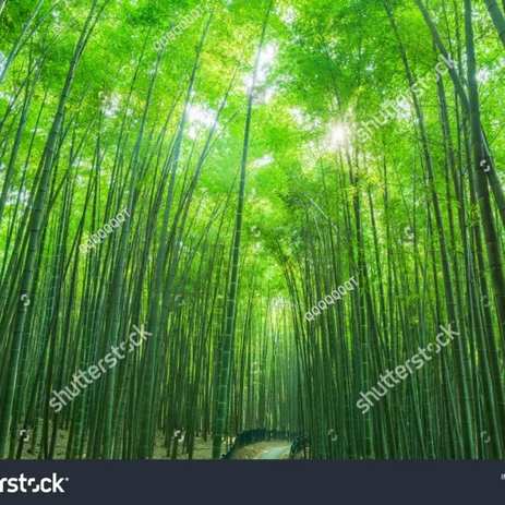 Detail Hutan Bambu Wallpaper Nomer 40
