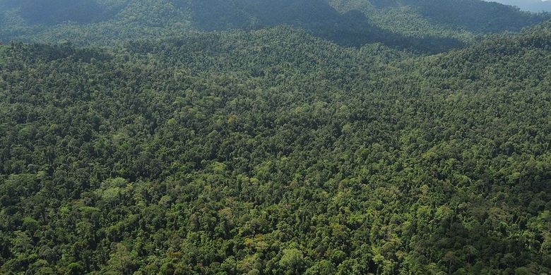 Detail Hutan Belantara Di Indonesia Nomer 9