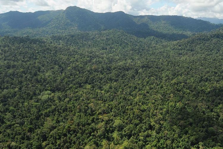 Detail Hutan Belantara Di Indonesia Nomer 3