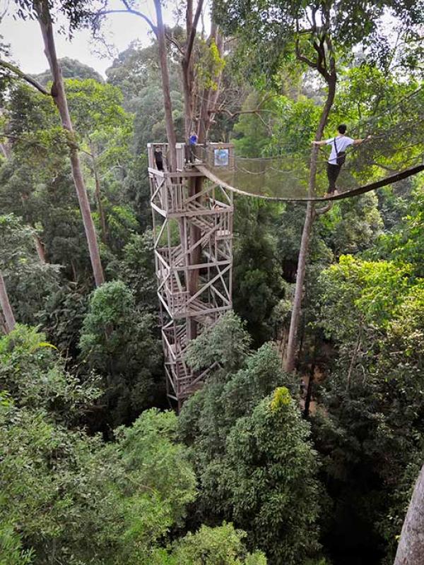 Detail Hutan Belantara Di Indonesia Nomer 16