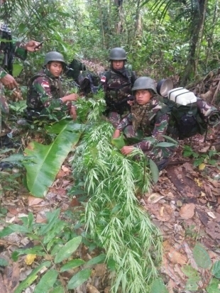 Detail Hutan Belantara Di Indonesia Nomer 19