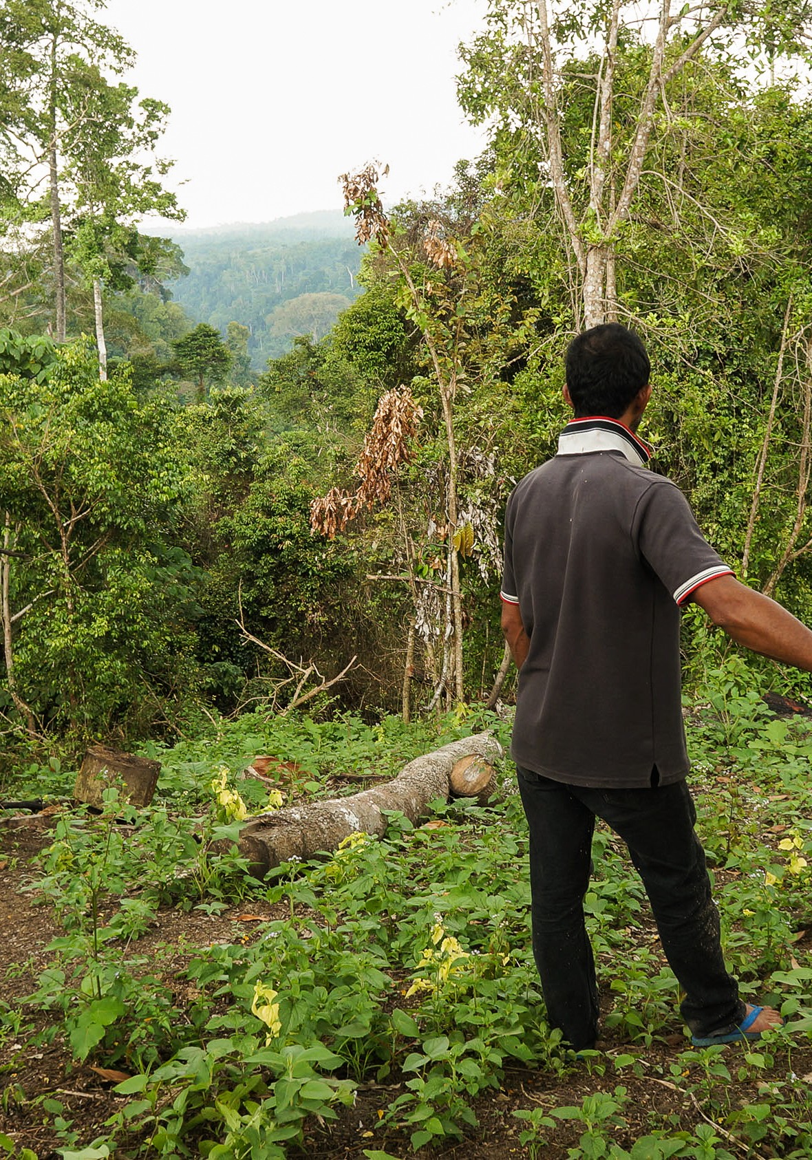 Detail Hutan Belantara Di Indonesia Nomer 35