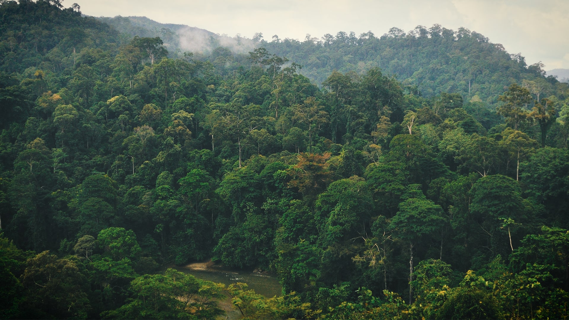 Detail Hutan Belantara Di Indonesia Nomer 36