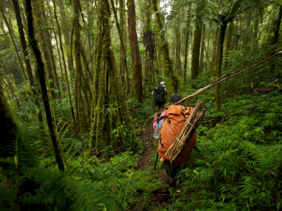 Detail Hutan Belantara Di Indonesia Nomer 42