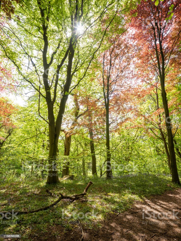 Detail Hutan Gambar Pemandangan Nomer 9