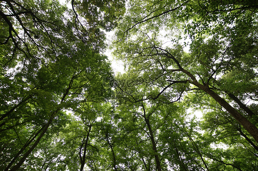 Detail Hutan Gambar Pemandangan Nomer 20