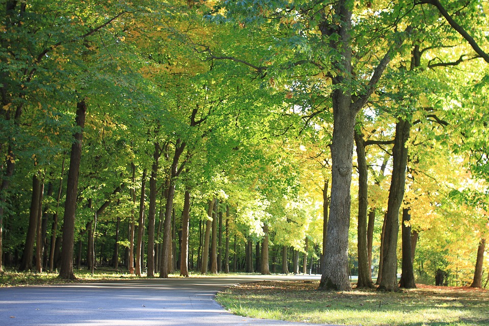 Detail Hutan Gambar Pemandangan Nomer 3