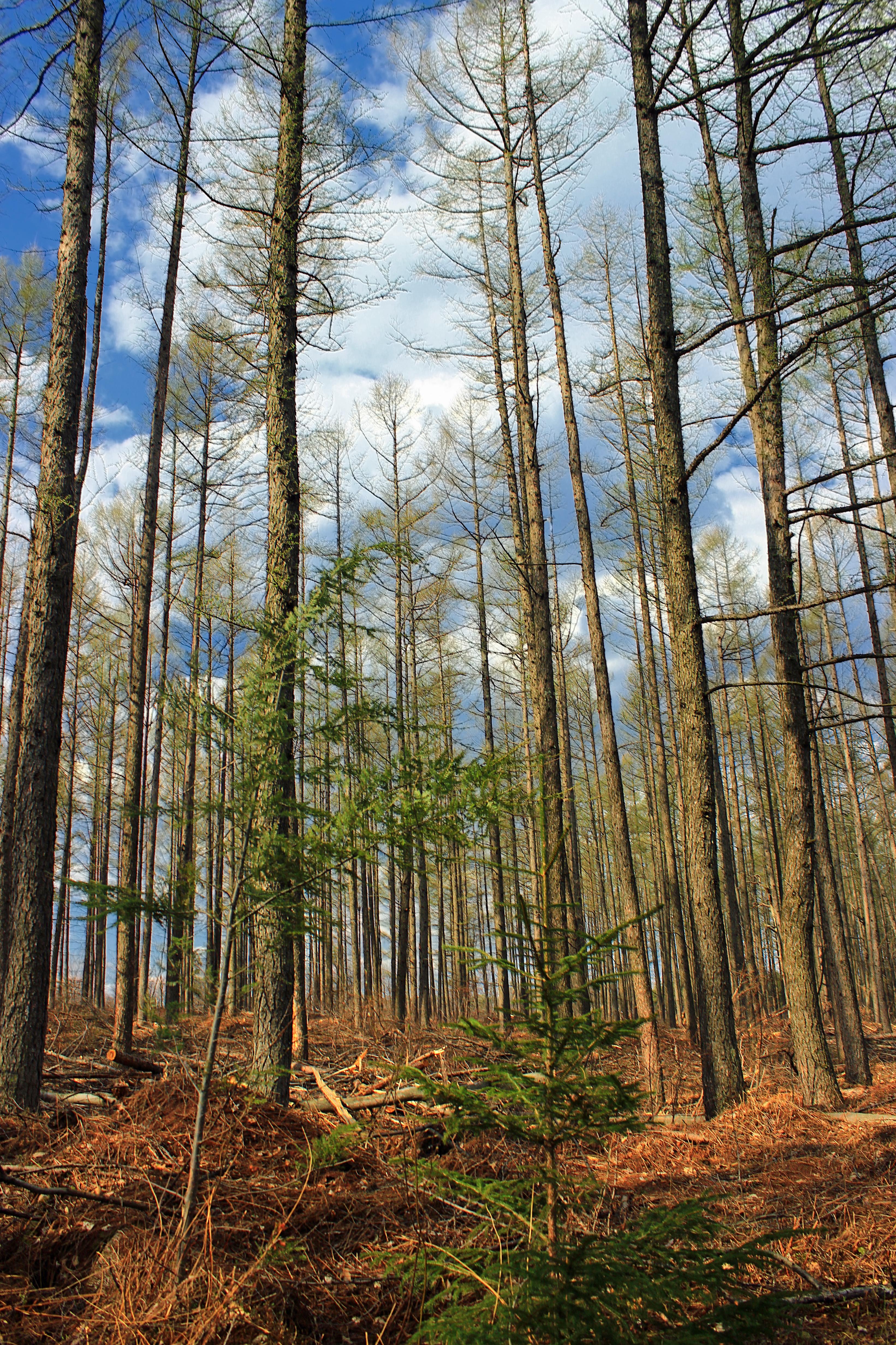 Detail Hutan Gambar Pemandangan Nomer 38