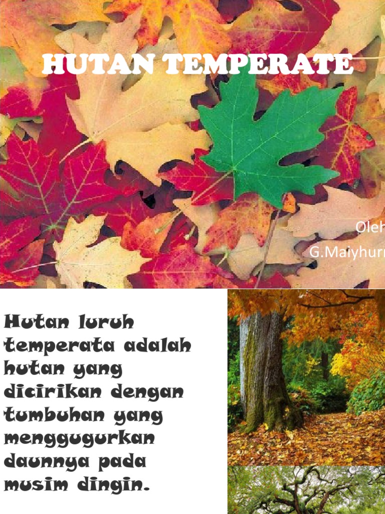 Detail Hutan Gugur Temperata Nomer 16