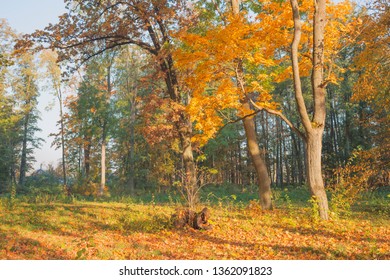 Detail Hutan Gugur Temperata Nomer 26
