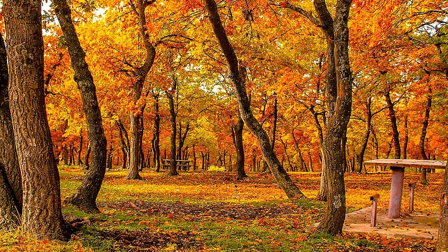 Detail Hutan Gugur Temperata Nomer 30