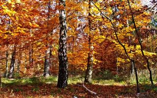 Detail Hutan Gugur Temperata Nomer 32