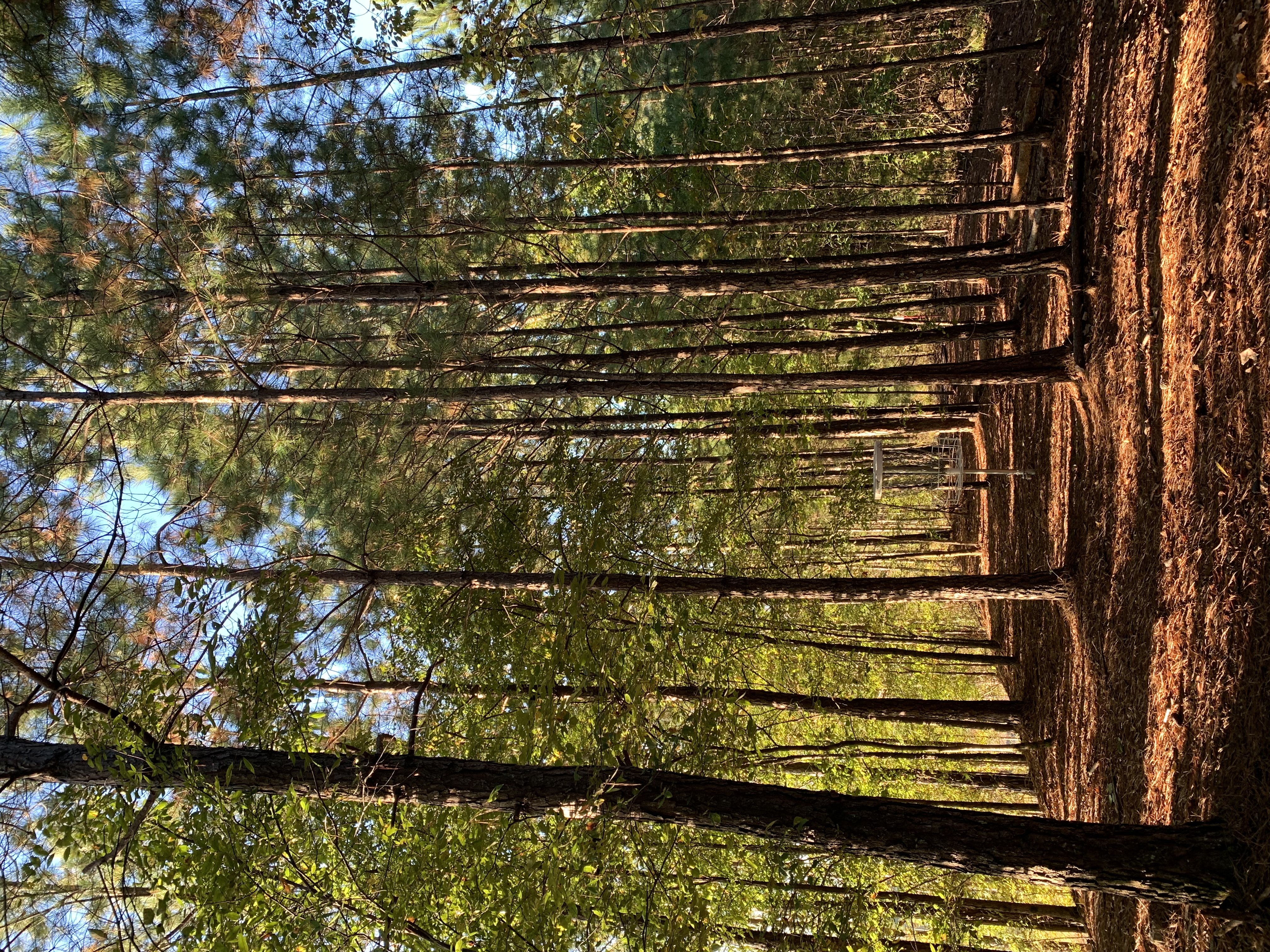 Detail Hutan Gugur Temperata Nomer 41
