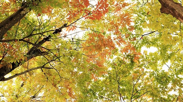 Detail Hutan Gugur Temperata Nomer 42