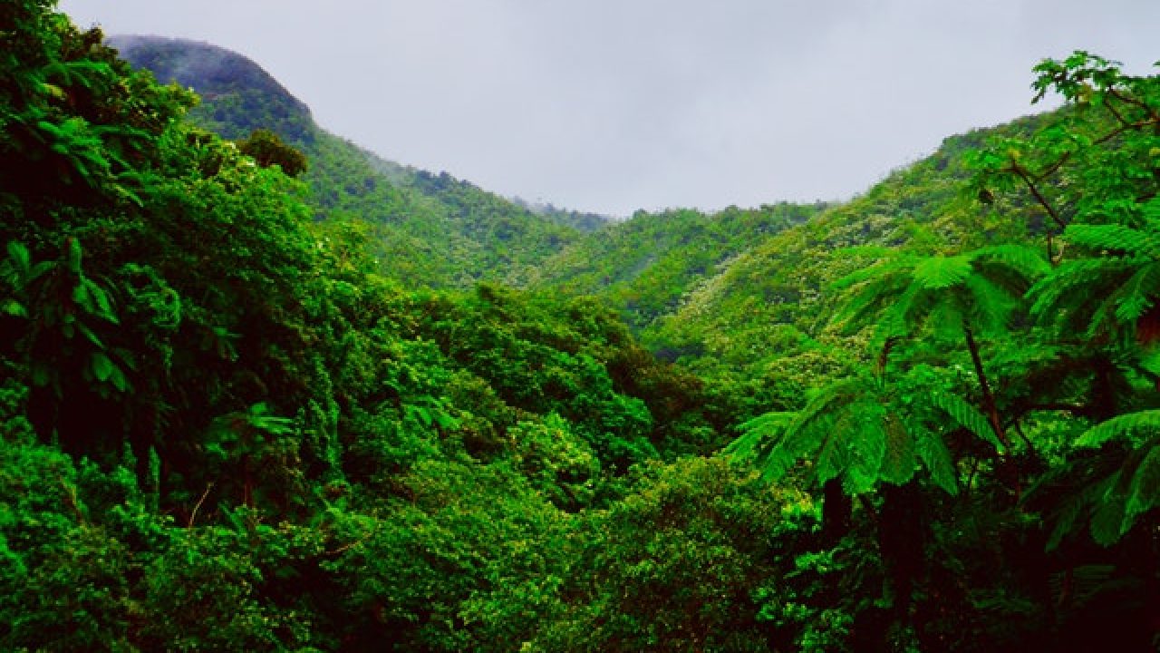 Hutan Hujan Tropik - KibrisPDR