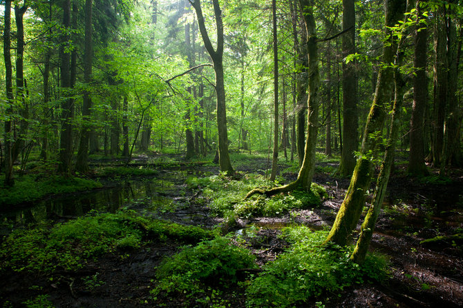 Detail Hutan Hujan Tropis Di Indonesia Nomer 9