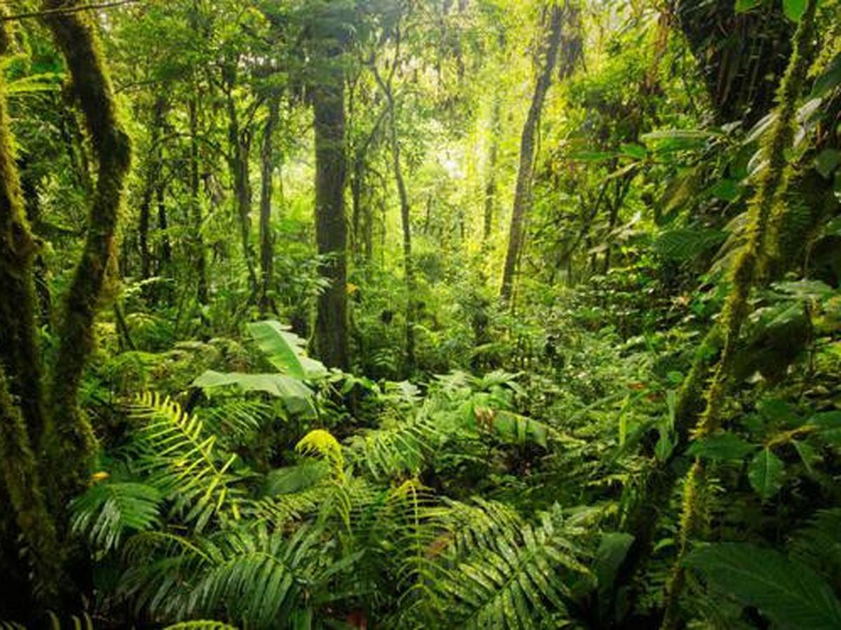 Detail Hutan Hujan Tropis Di Indonesia Nomer 10