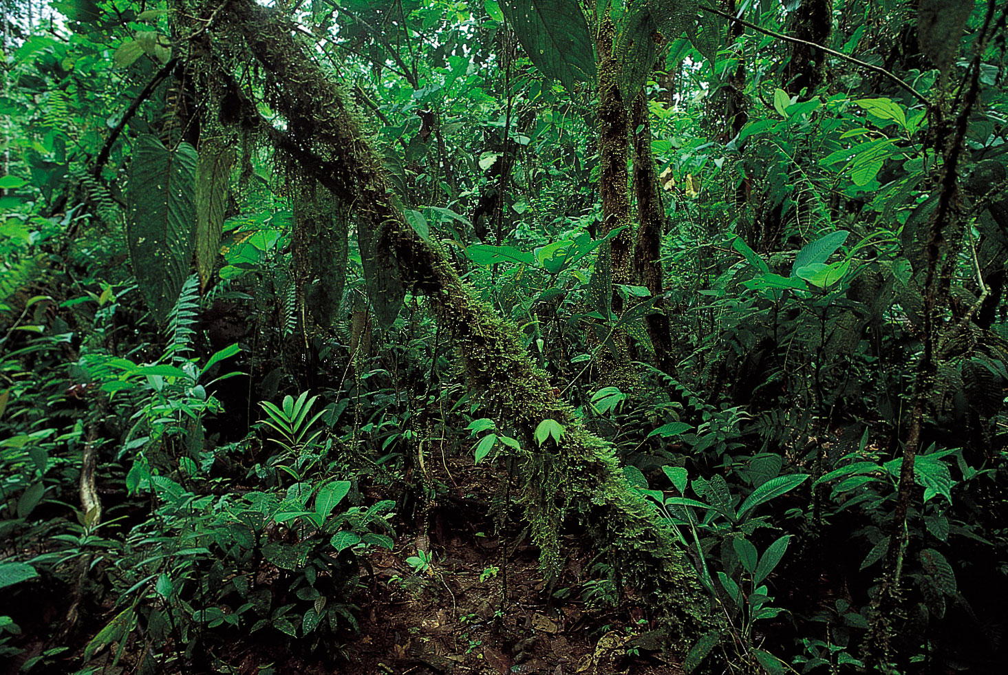 Detail Hutan Hujan Tropis Di Indonesia Nomer 22