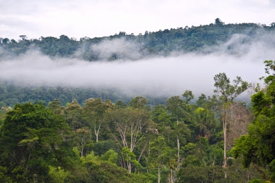 Detail Hutan Hujan Tropis Di Indonesia Nomer 24