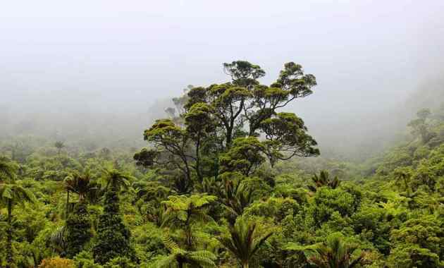 Detail Hutan Hujan Tropis Di Indonesia Nomer 27