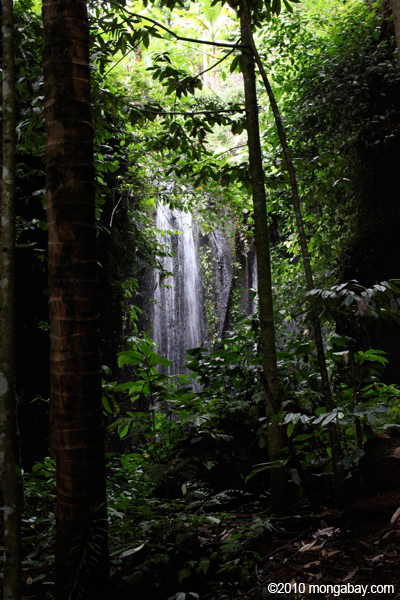 Detail Hutan Hujan Tropis Di Indonesia Nomer 28