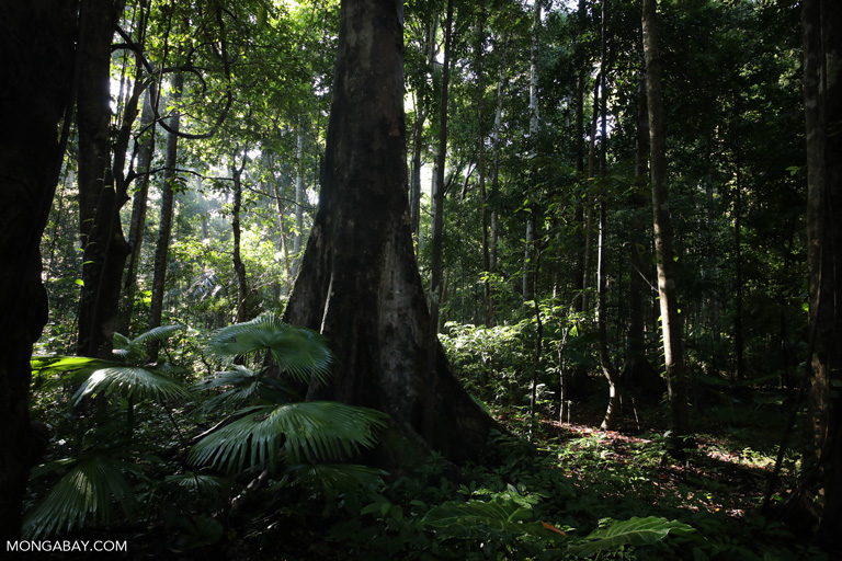 Detail Hutan Hujan Tropis Di Indonesia Nomer 29