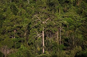 Detail Hutan Hujan Tropis Di Indonesia Nomer 33