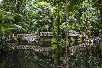 Detail Hutan Hujan Tropis Di Indonesia Nomer 35