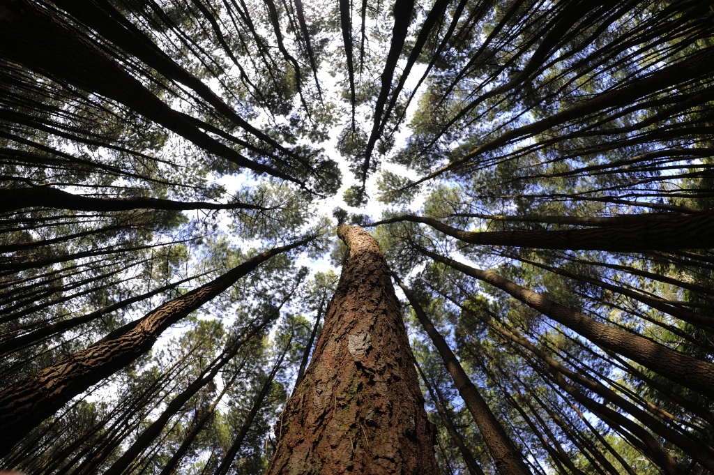 Detail Hutan Hujan Tropis Di Indonesia Nomer 39