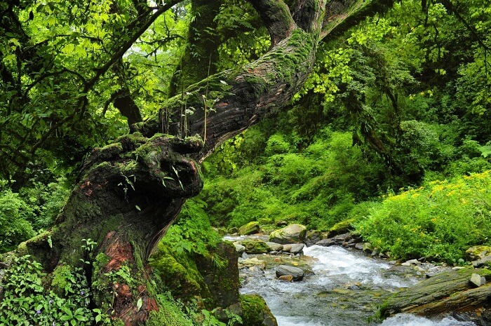 Detail Hutan Hujan Tropis Di Indonesia Nomer 40