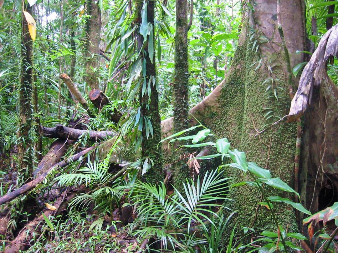 Detail Hutan Hujan Tropis Di Indonesia Nomer 49