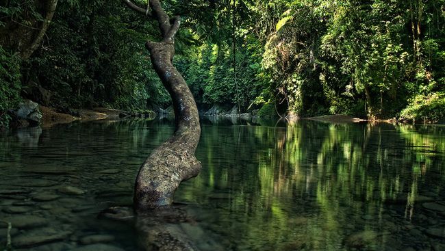 Detail Hutan Hujan Tropis Di Indonesia Nomer 6