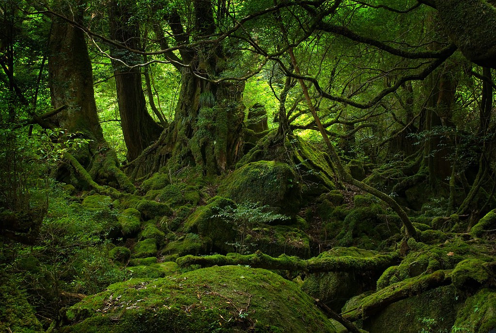 Detail Hutan Hujan Tropis Di Indonesia Nomer 7