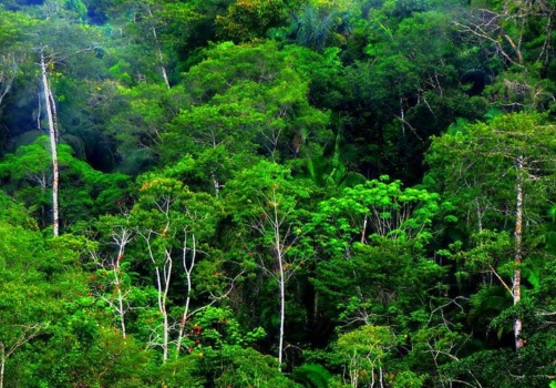 Hutan Hujan Tropis Indonesia - KibrisPDR