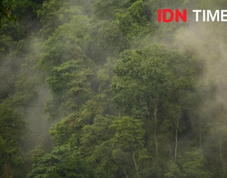 Detail Hutan Hujan Tropis Indonesia Nomer 20