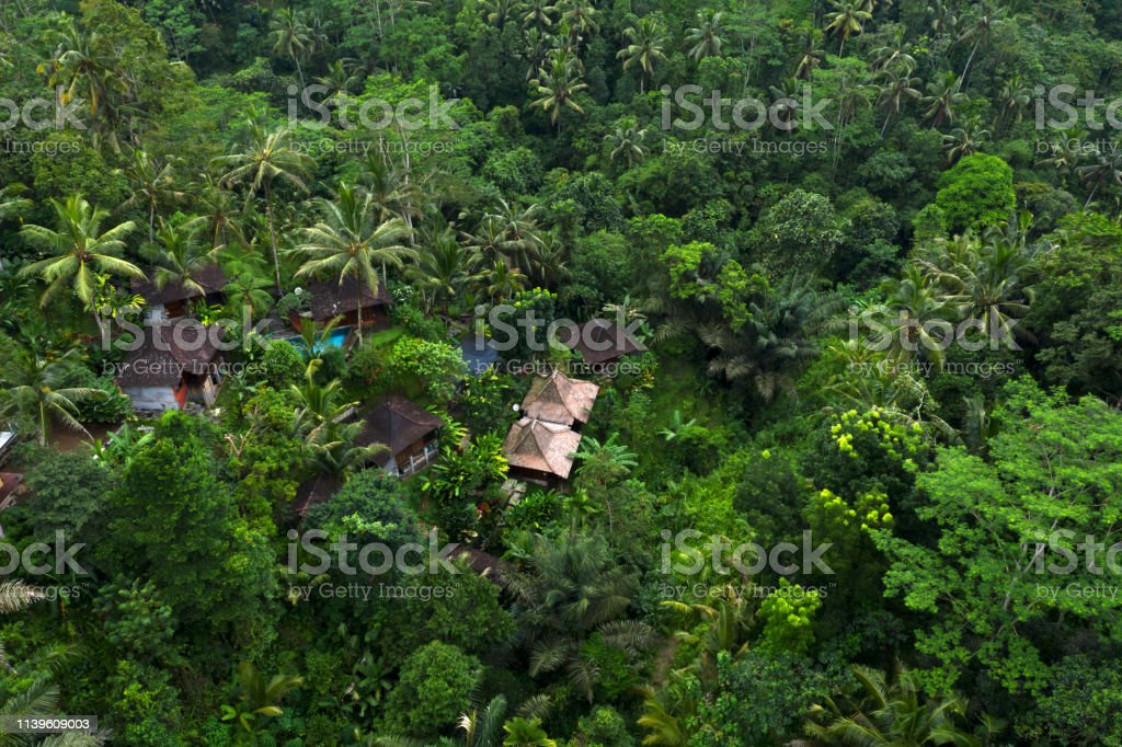 Detail Hutan Hujan Tropis Indonesia Nomer 50
