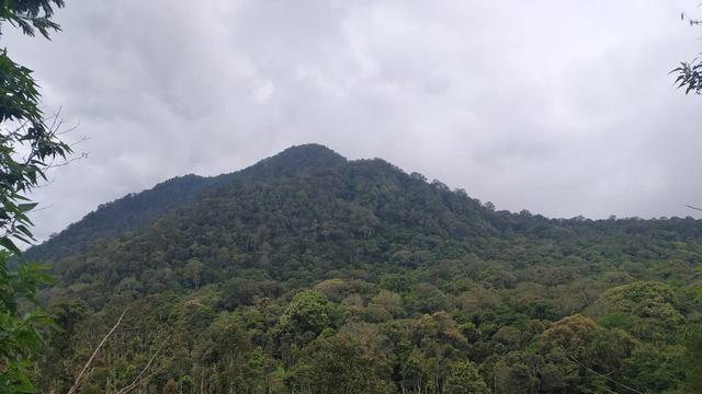 Detail Hutan Lebat Di Indonesia Nomer 19