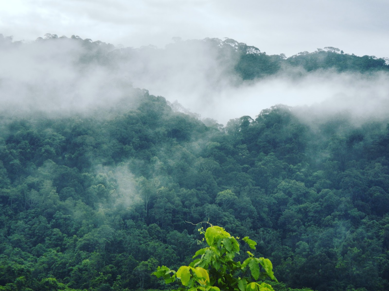 Detail Hutan Lebat Di Indonesia Nomer 29