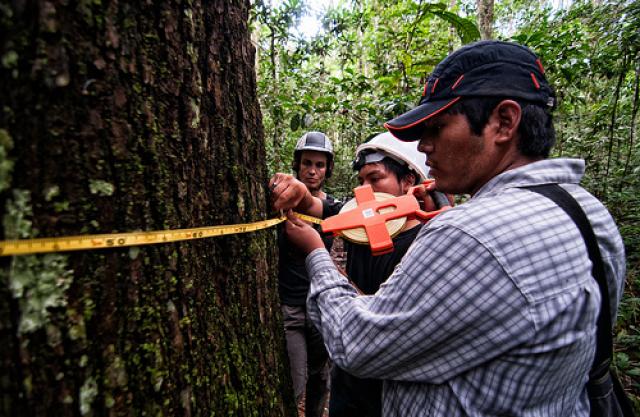 Detail Hutan Lebat Di Indonesia Nomer 35