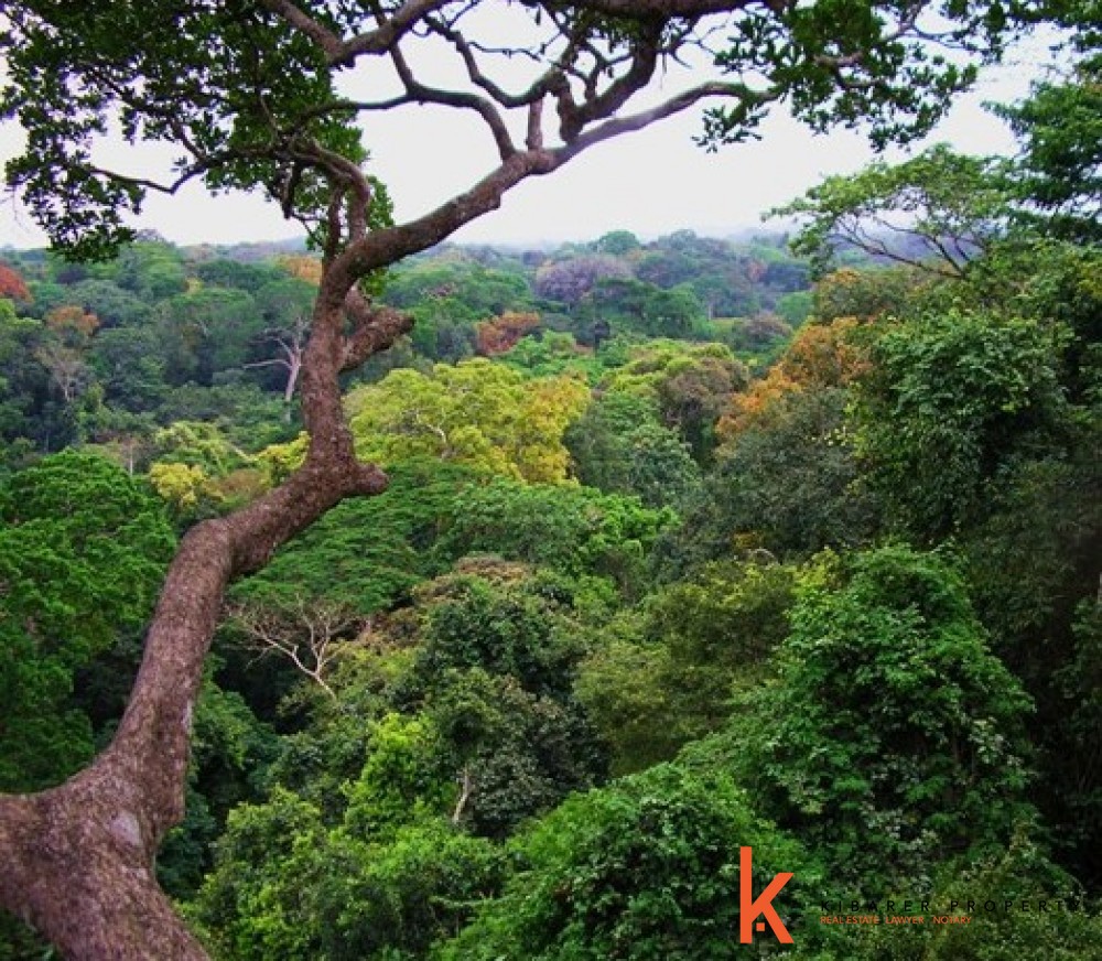 Detail Hutan Lebat Di Indonesia Nomer 41