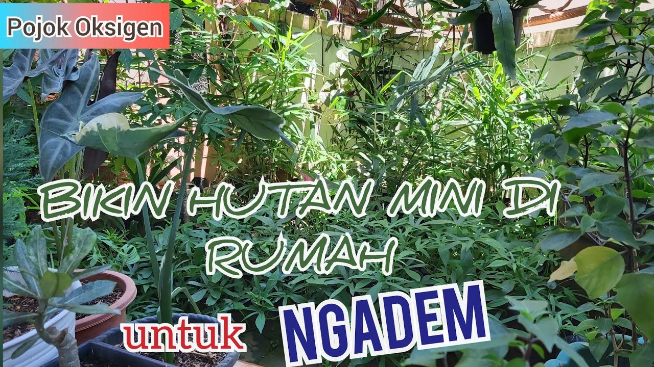 Detail Hutan Mini Di Rumah Nomer 11