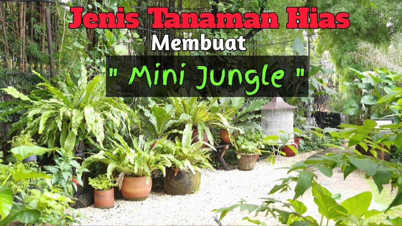 Detail Hutan Mini Di Rumah Nomer 3