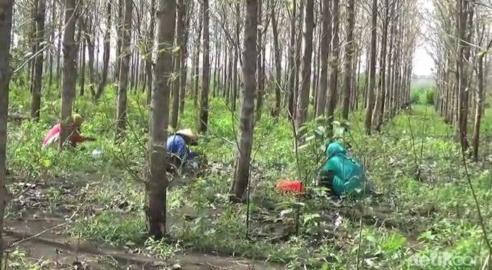 Hutan Musim Di Indonesia - KibrisPDR