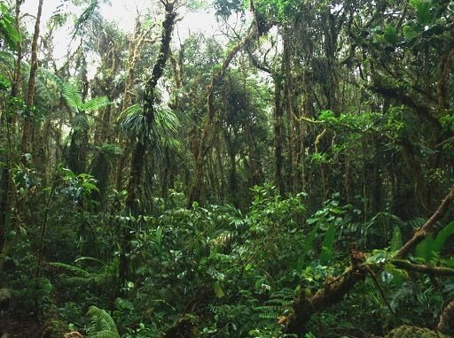 Detail Hutan Musim Di Indonesia Nomer 25