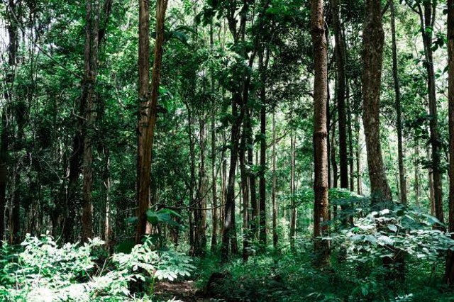 Detail Hutan Musim Di Indonesia Nomer 42
