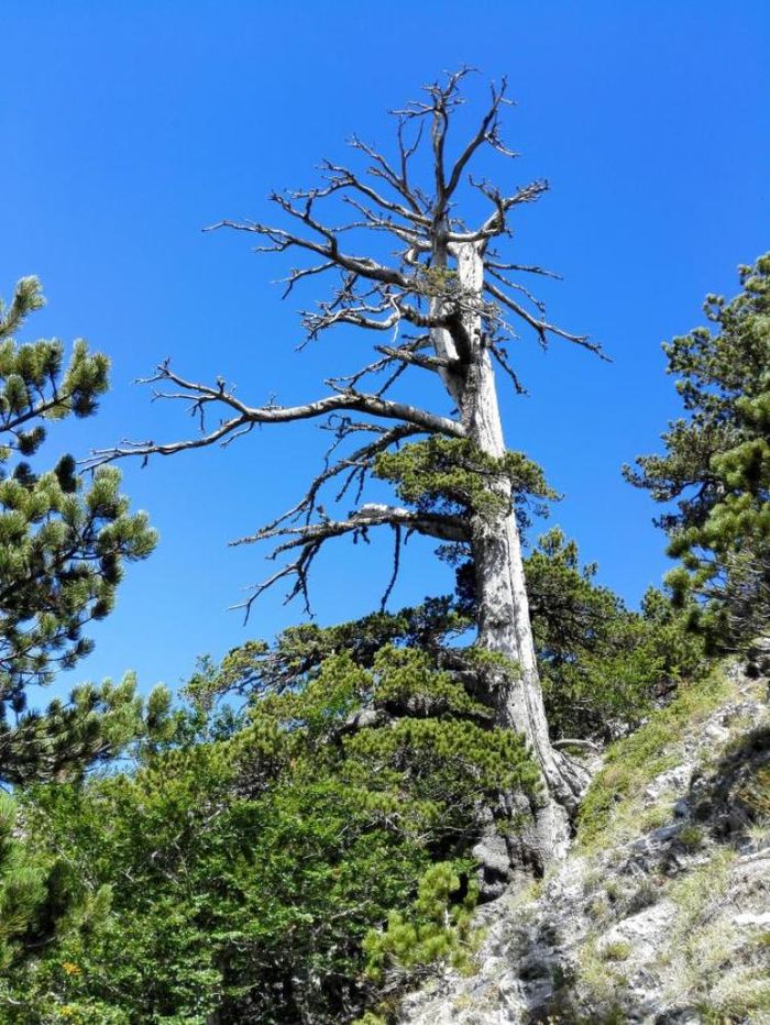Detail Hutan Pinus Eropa Nomer 10
