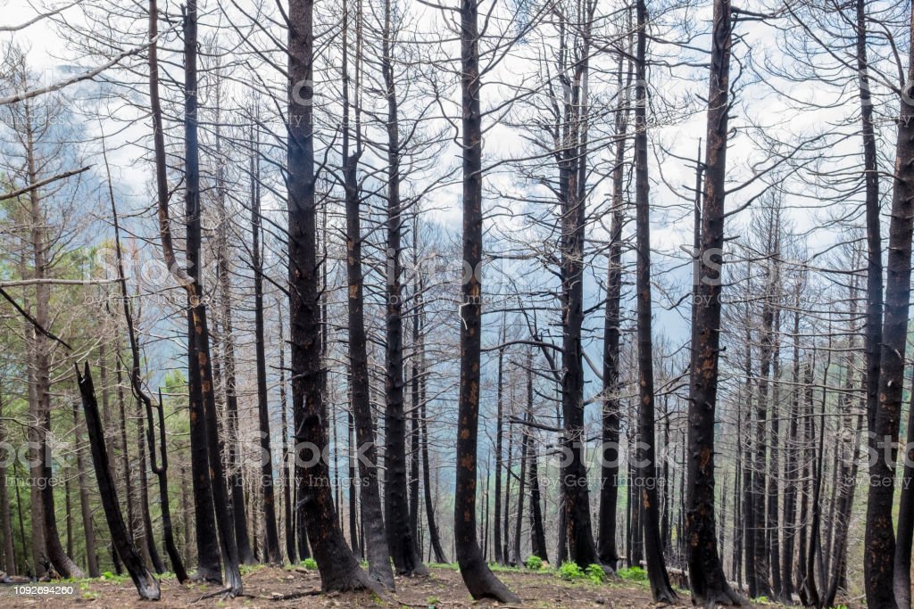 Download Hutan Pinus Eropa Nomer 13