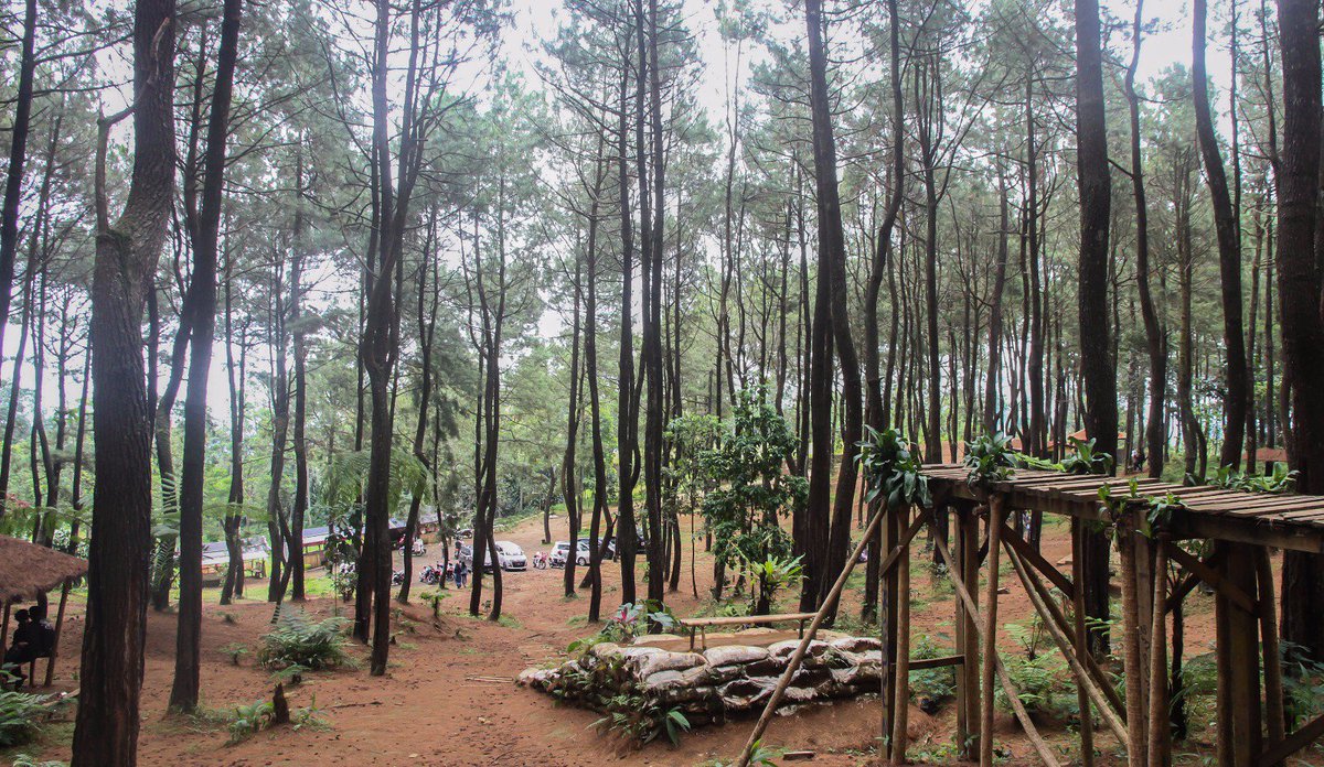 Detail Hutan Pinus Eropa Nomer 19